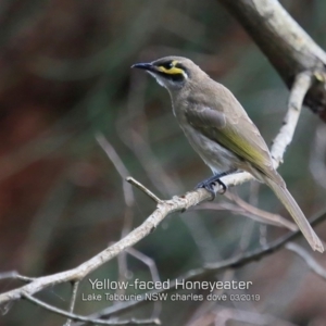 Caligavis chrysops at Lake Tabourie, NSW - 7 Mar 2019