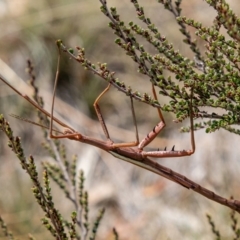 Didymuria violescens (Spur-legged stick insect) at Cotter River, ACT - 9 Mar 2019 by SWishart