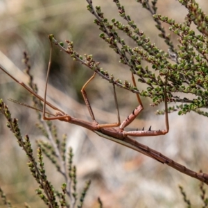 Didymuria violescens at Cotter River, ACT - 9 Mar 2019