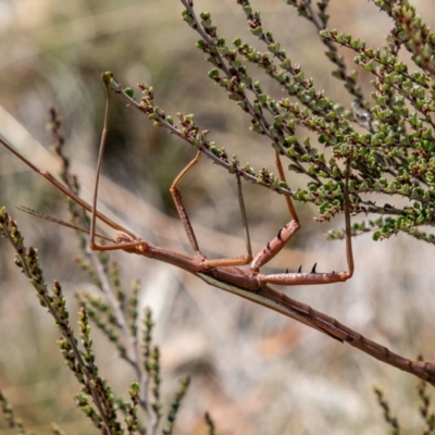 Didymuria violescens (Spur-legged stick insect) at Cotter River, ACT - 9 Mar 2019 by SWishart