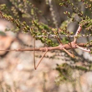 Didymuria violescens at Cotter River, ACT - 9 Mar 2019 12:30 PM