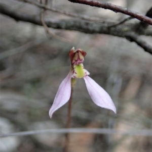 Eriochilus cucullatus at Aranda, ACT - 13 Mar 2019