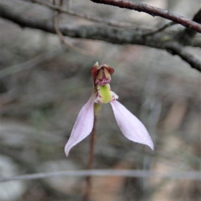 Eriochilus cucullatus (Parson's Bands) at Aranda, ACT - 13 Mar 2019 by CathB