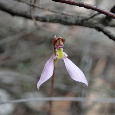 Eriochilus cucullatus (Parson's Bands) at Aranda, ACT - 13 Mar 2019 by CathB