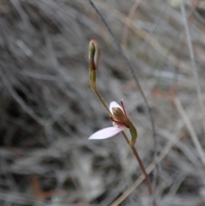 Eriochilus cucullatus at Aranda, ACT - 13 Mar 2019