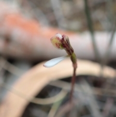 Eriochilus cucullatus at Aranda, ACT - 13 Mar 2019