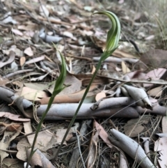 Diplodium ampliatum (Large Autumn Greenhood) at Cook, ACT - 13 Mar 2019 by CathB