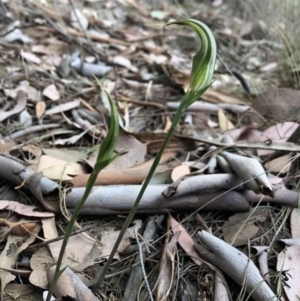 Diplodium ampliatum at Cook, ACT - suppressed