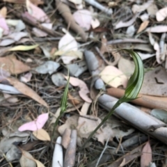 Diplodium ampliatum at Cook, ACT - suppressed