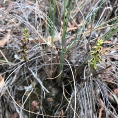 Corunastylis clivicola (Rufous midge orchid) at Cook, ACT - 13 Mar 2019 by CathB