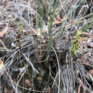 Corunastylis clivicola at Cook, ACT - 13 Mar 2019