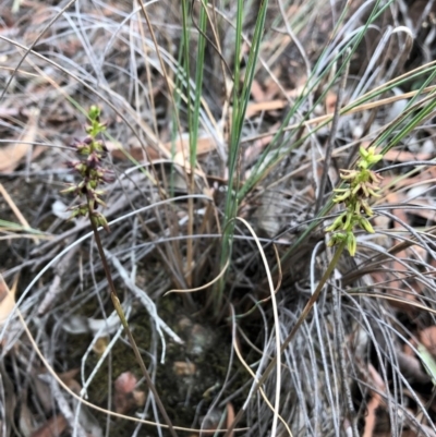 Corunastylis clivicola (Rufous midge orchid) at Cook, ACT - 13 Mar 2019 by CathB