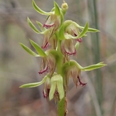 Corunastylis cornuta (Horned Midge Orchid) at Aranda Bushland - 12 Mar 2019 by CathB