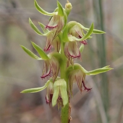 Corunastylis cornuta (Horned Midge Orchid) at Aranda, ACT - 12 Mar 2019 by CathB