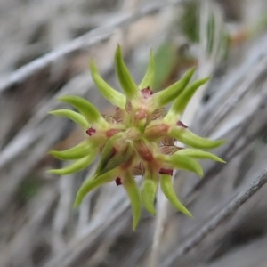 Corunastylis cornuta at Aranda, ACT - suppressed