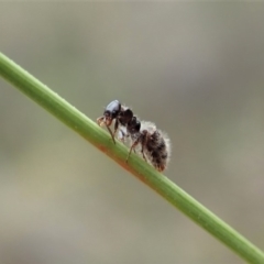 Tiphiidae (family) (Unidentified Smooth flower wasp) at Aranda, ACT - 12 Mar 2019 by CathB