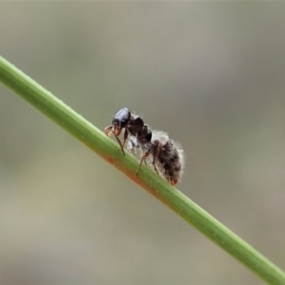 Tiphiidae (family) (Unidentified Smooth flower wasp) at Aranda, ACT - 13 Mar 2019 by CathB