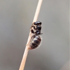 Tiphiidae (family) at Aranda, ACT - 13 Mar 2019 10:14 AM