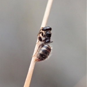 Tiphiidae (family) at Aranda, ACT - 13 Mar 2019