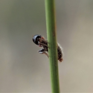 Tiphiidae (family) at Aranda, ACT - 13 Mar 2019