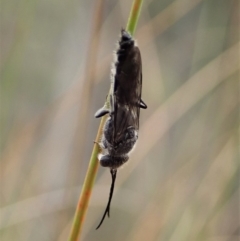 Tiphiidae (family) at Aranda, ACT - 13 Mar 2019