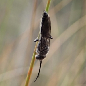 Tiphiidae (family) at Aranda, ACT - 13 Mar 2019 10:14 AM