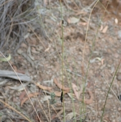 Tiphiidae (family) at Aranda, ACT - 13 Mar 2019