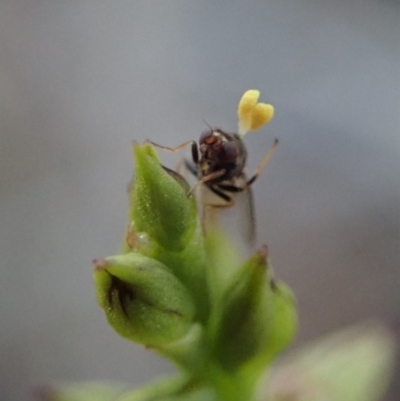 Chloropidae (family) (Frit fly) at Mount Painter - 11 Mar 2019 by CathB