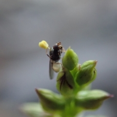 Chloropidae (family) at Cook, ACT - 12 Mar 2019 08:47 AM