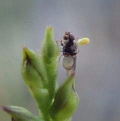 Chloropidae (family) at Cook, ACT - 12 Mar 2019