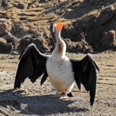 Anhinga novaehollandiae (Australasian Darter) at Coombs, ACT - 12 Mar 2019 by RodDeb
