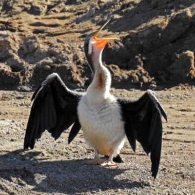 Anhinga novaehollandiae (Australasian Darter) at Coombs, ACT - 12 Mar 2019 by RodDeb