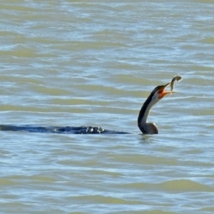 Anhinga novaehollandiae at Coombs, ACT - 12 Mar 2019