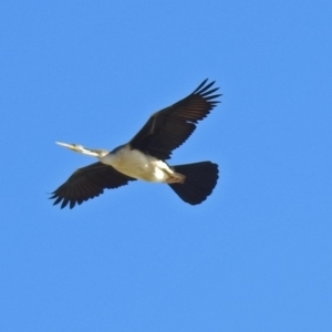 Anhinga novaehollandiae at Coombs, ACT - 12 Mar 2019