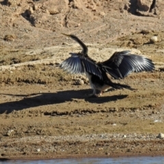 Anhinga novaehollandiae at Coombs, ACT - 12 Mar 2019