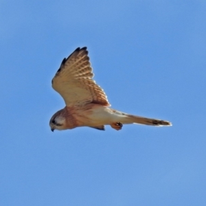 Falco cenchroides at Molonglo River Reserve - 12 Mar 2019