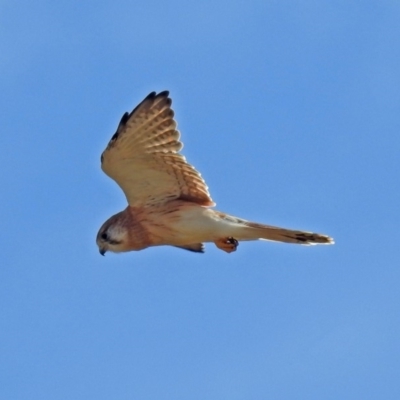 Falco cenchroides (Nankeen Kestrel) at Molonglo River Reserve - 11 Mar 2019 by RodDeb