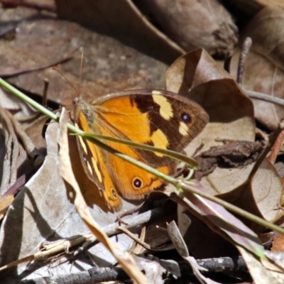 Heteronympha merope (Common Brown Butterfly) at ANBG - 12 Mar 2019 by RodDeb