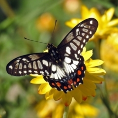 Papilio anactus (Dainty Swallowtail) at ANBG - 12 Mar 2019 by RodDeb