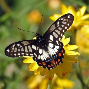 Papilio anactus at Acton, ACT - 12 Mar 2019 11:17 AM