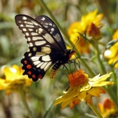 Papilio anactus at Acton, ACT - 12 Mar 2019 11:17 AM