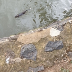 Hydromys chrysogaster (Rakali or Water Rat) at Commonwealth & Kings Parks - 13 Mar 2019 by DGalwey