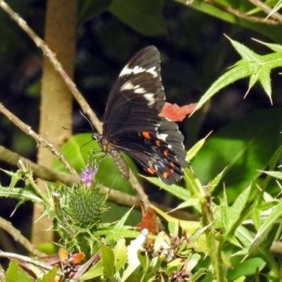 Papilio aegeus (Orchard Swallowtail, Large Citrus Butterfly) at ANBG - 12 Mar 2019 by RodDeb