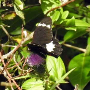 Papilio aegeus at Acton, ACT - 12 Mar 2019 02:54 PM