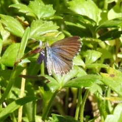 Theclinesthes serpentata (Saltbush Blue) at Acton, ACT - 12 Mar 2019 by RodDeb