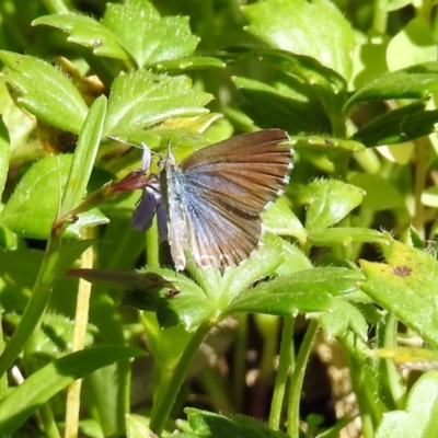 Theclinesthes serpentata (Saltbush Blue) at ANBG - 12 Mar 2019 by RodDeb