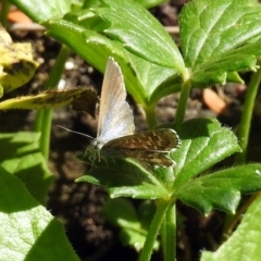 Theclinesthes serpentata at Acton, ACT - 12 Mar 2019 11:13 AM