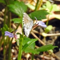 Theclinesthes serpentata at Acton, ACT - 12 Mar 2019