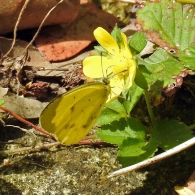 Eurema smilax (Small Grass-yellow) at Acton, ACT - 12 Mar 2019 by RodDeb
