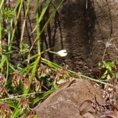 Eurema smilax at Acton, ACT - 12 Mar 2019 12:03 PM